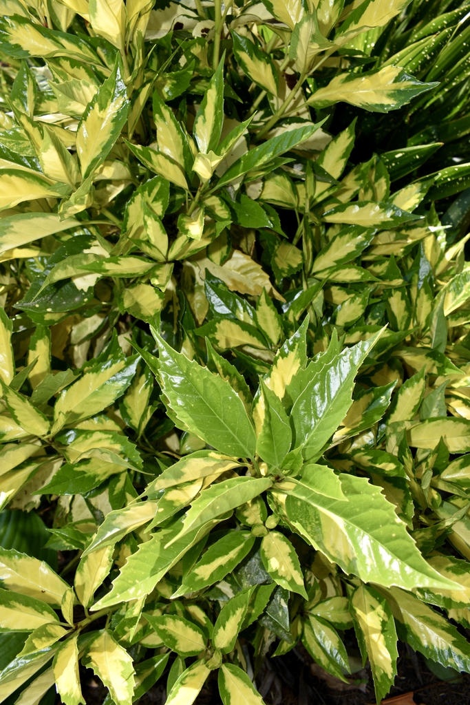 Shrub with green, serrated leaves with central yellow blotches