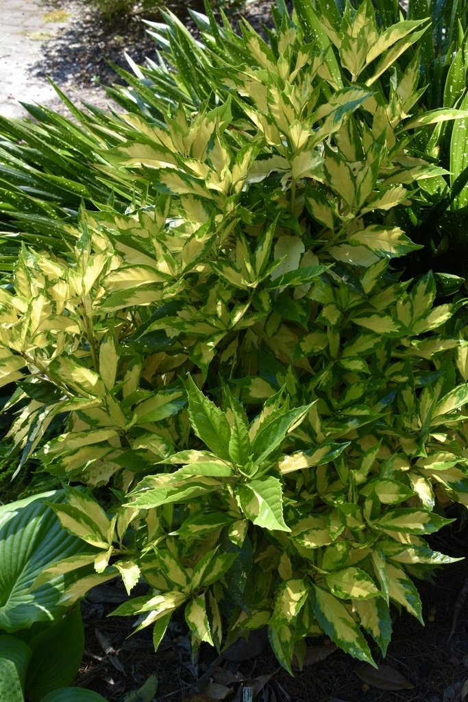 Shrub with green, serrated leaves with central yellow blotches