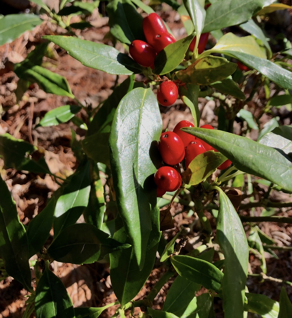 red berries with serrated leaves