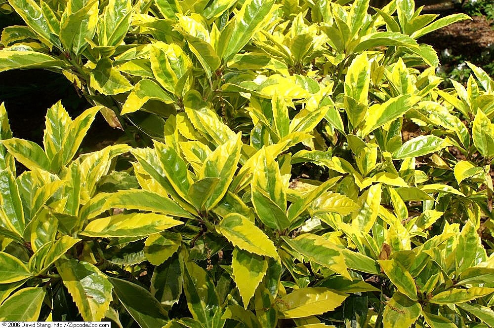Leaves
