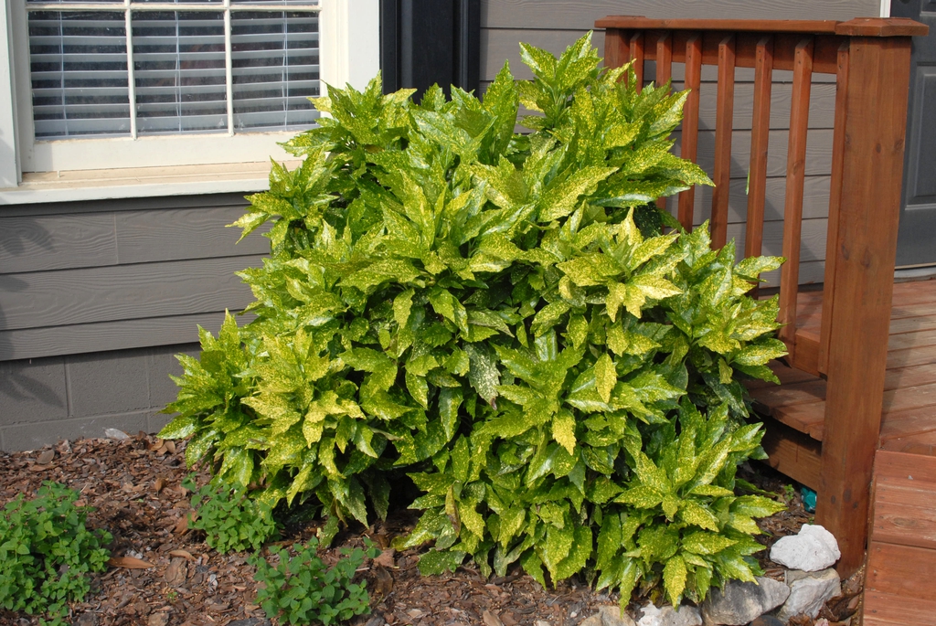 Small shrub with golden-speckled, coarsely serrate leaves.