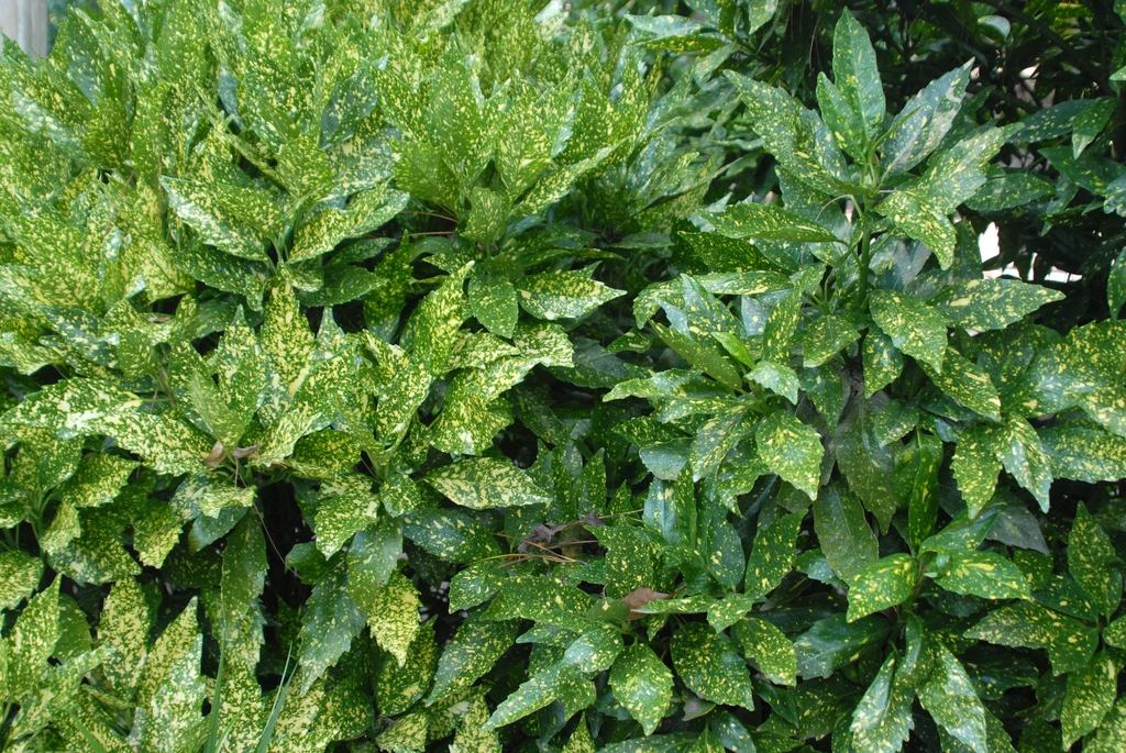 Aucuba japonica 'Variegata'