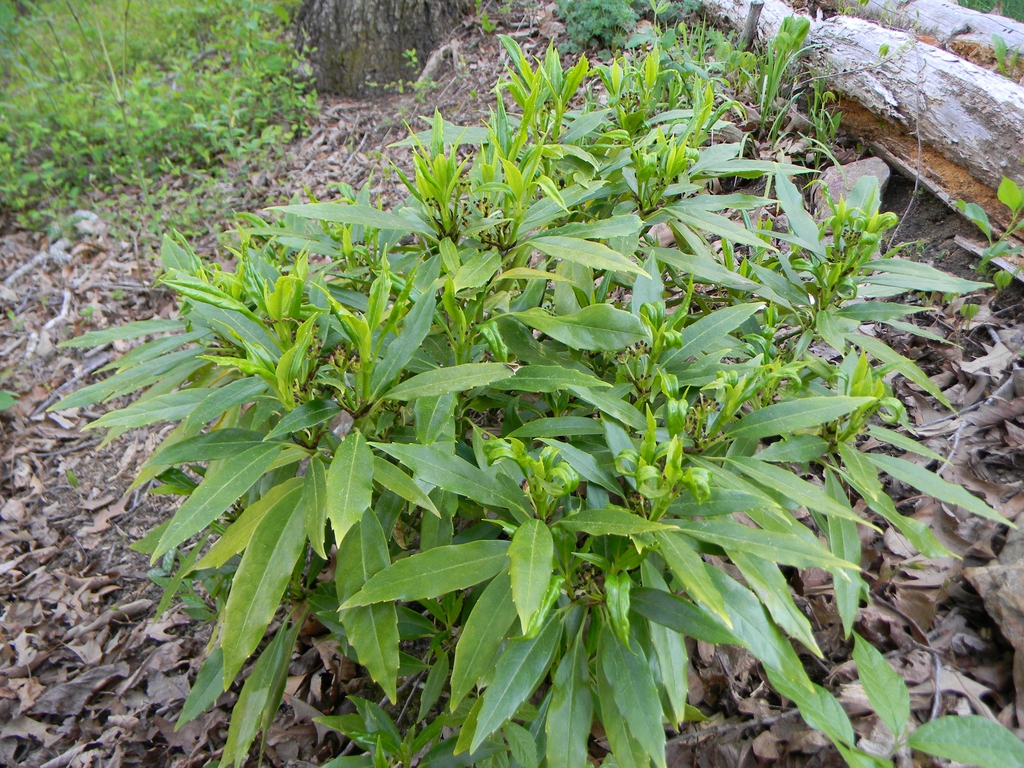 small shrub with lanceolate, serrate green leaves.