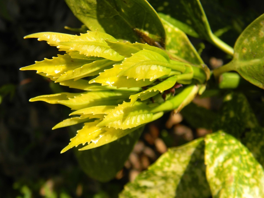 Aucuba japonica 'Variegata'