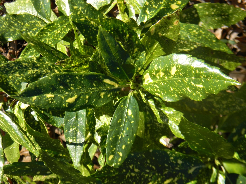 Aucuba japonica 'Variegata'