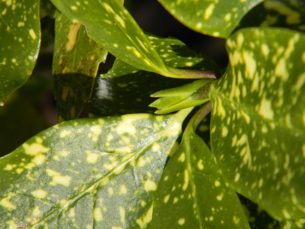Aucuba japonica 'Variegata'