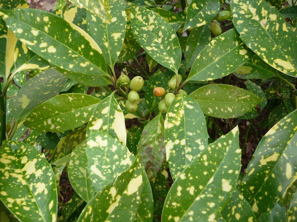 Leaves and immature fruits of A. japonica
