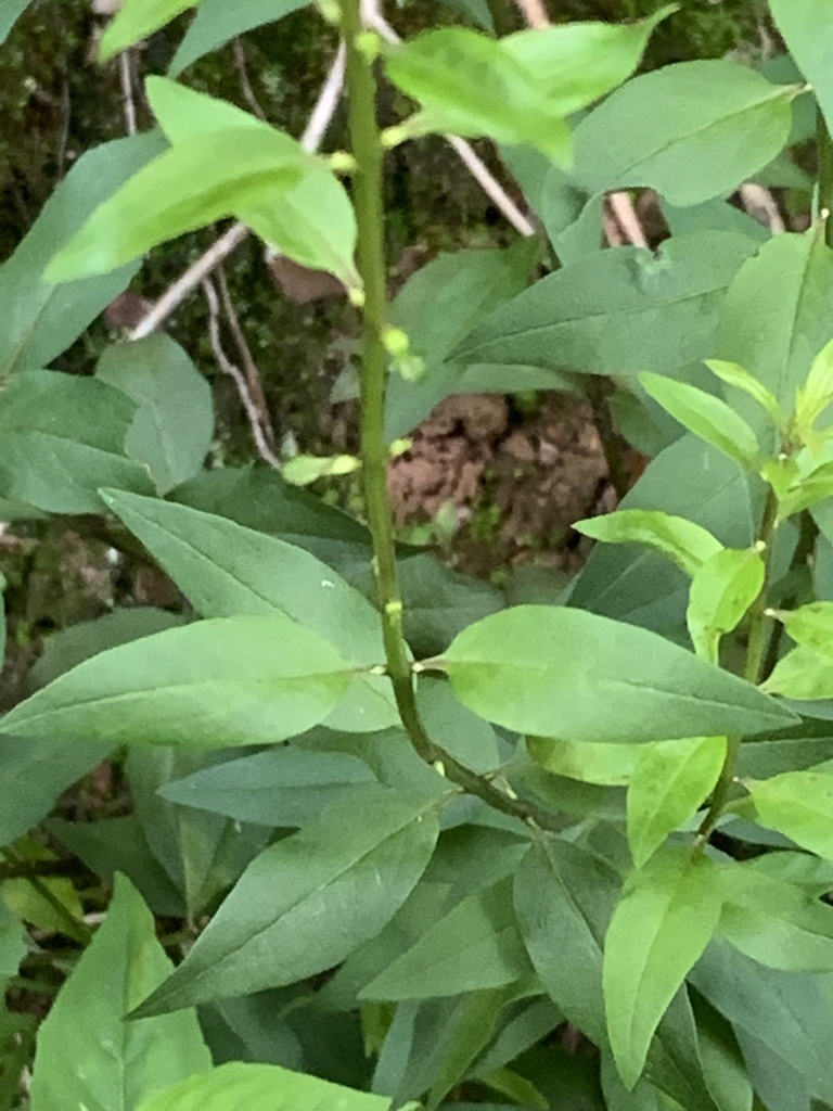 Leaves and square stems
