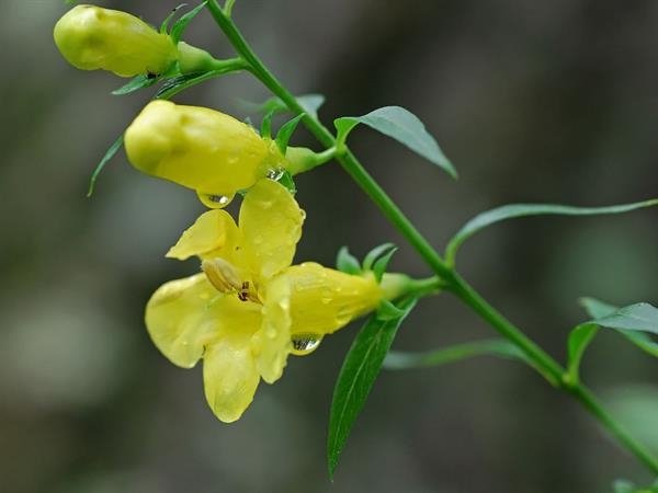 Yellow flowers and buds on a stem