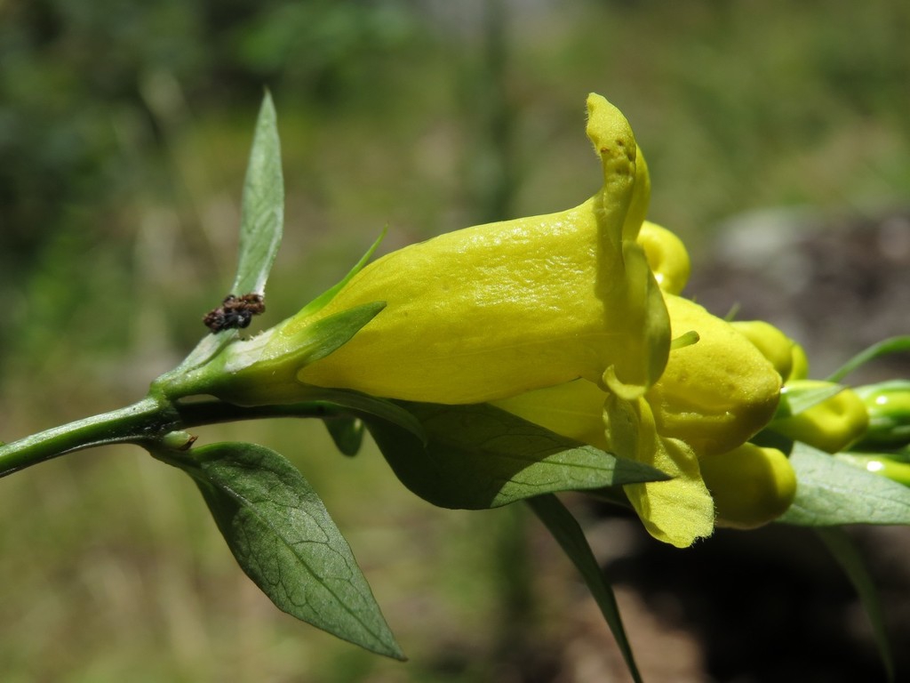 Side view of flower