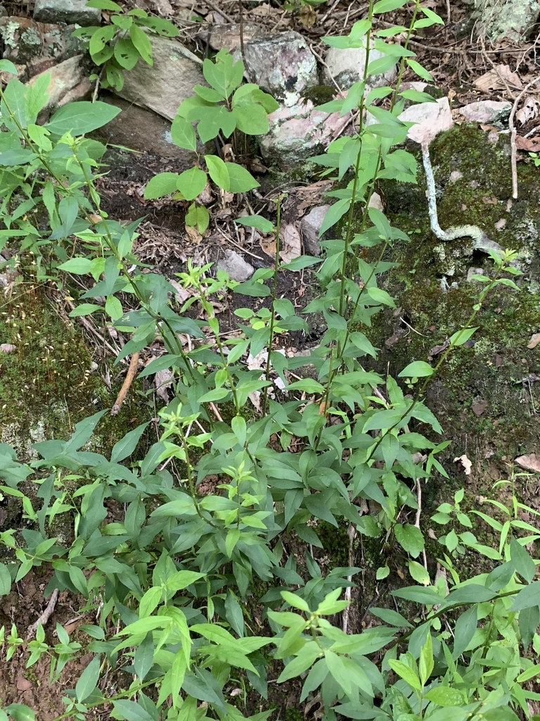 Sprawling form almost resembles a vine
