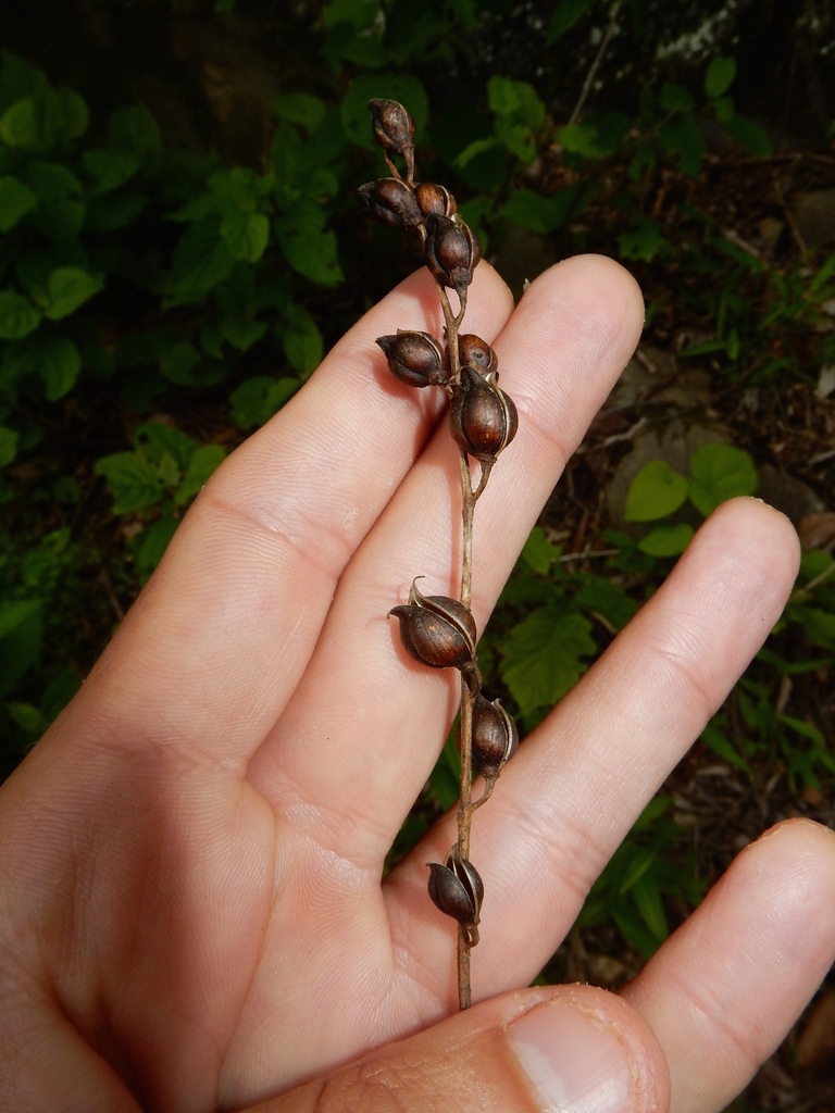 Fruits