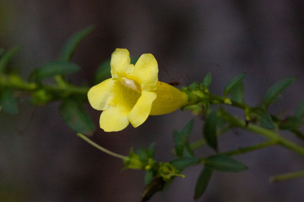 Tubular flowers with five petals