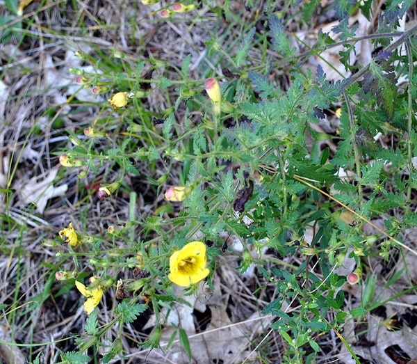 Aureolaria pedicularia