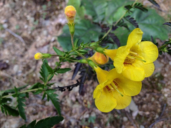 flower and form