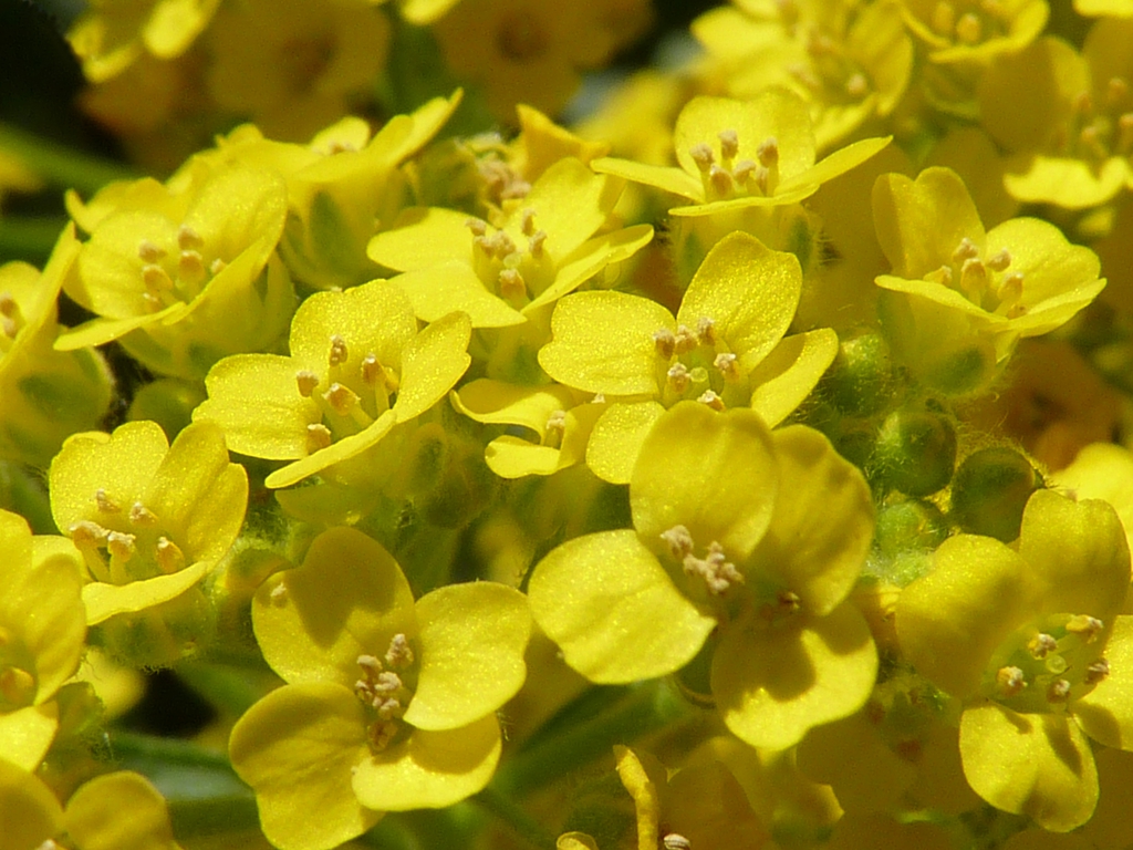 Close up of flowers