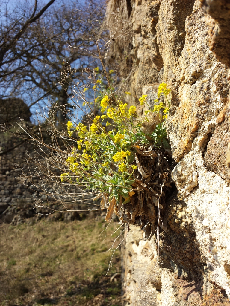 Habitat stone wall