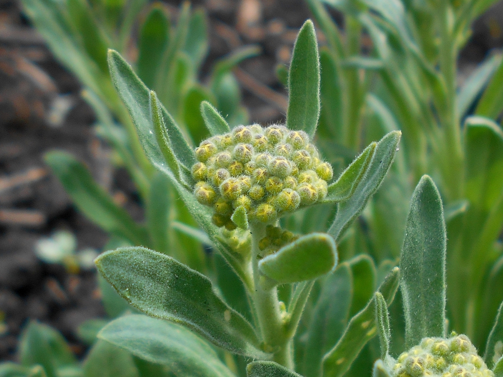 Flower buds and gray-green leaves