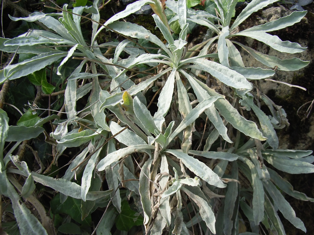 Leaves