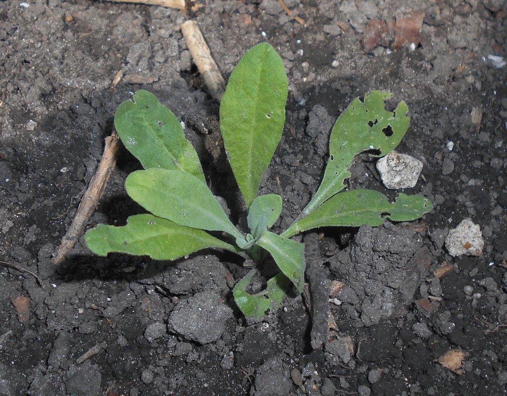 Seedling