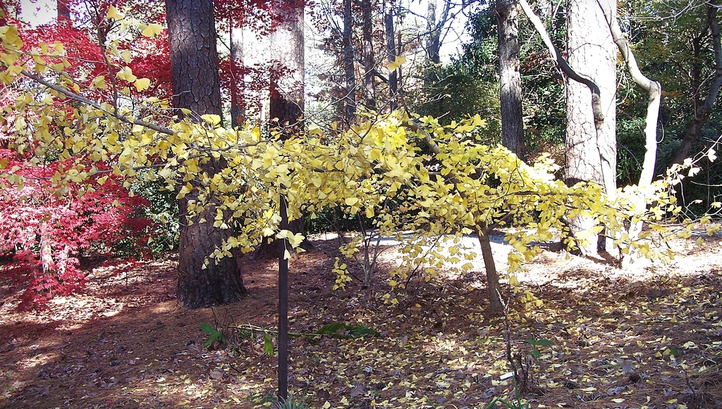 Form with golden yellow leaves in November in Durham, NC