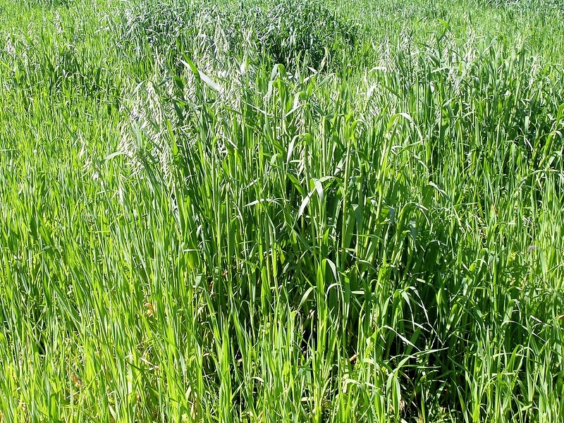 Crop of grasses.