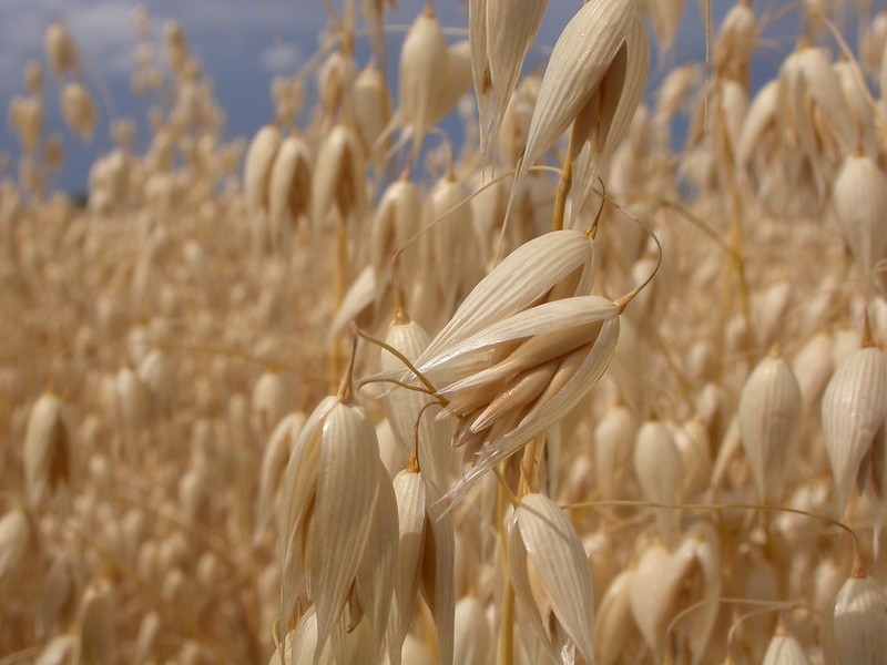 Spike of ripe grain.