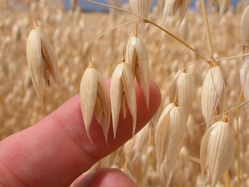 Hand holding a spike of ripe grain.