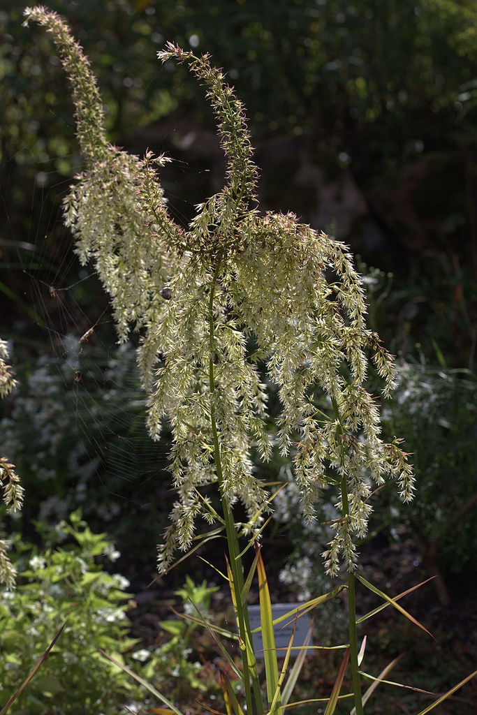 Stenanthium gramineum
