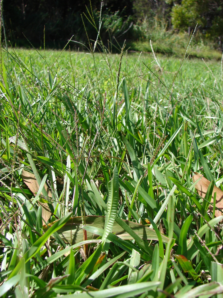 Form and leaves