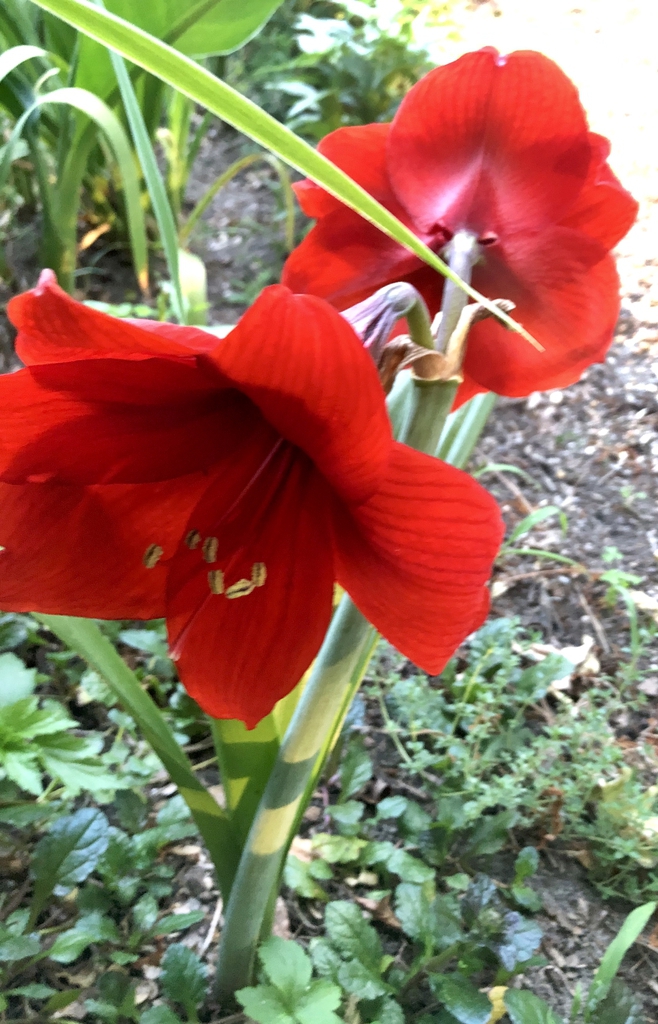 Flower Close-up (Warren County, NC)