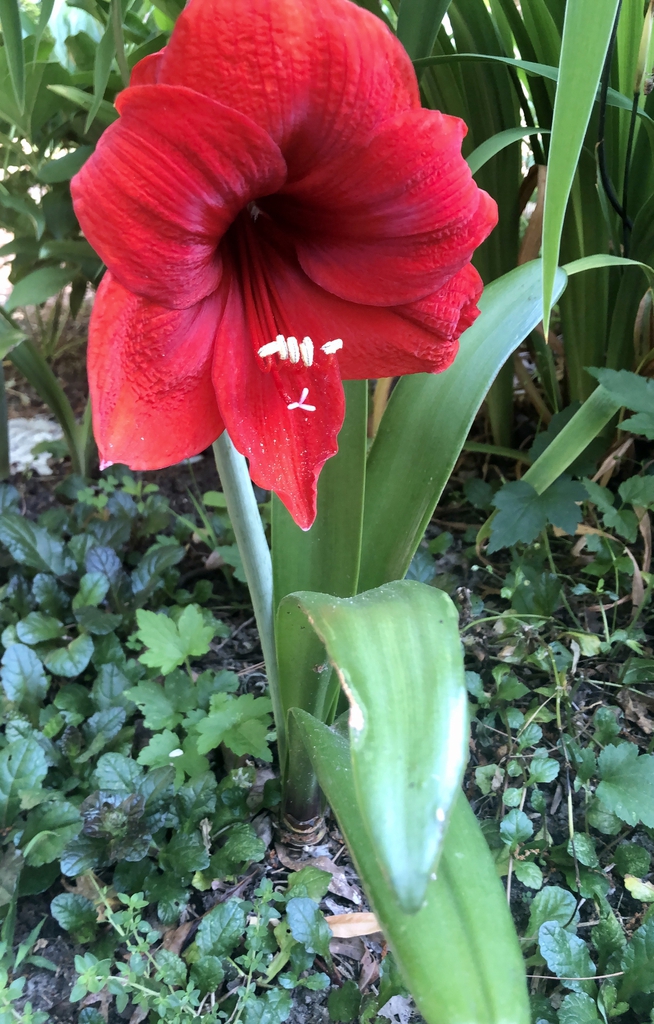 Flower and stem (Warren County, NC)