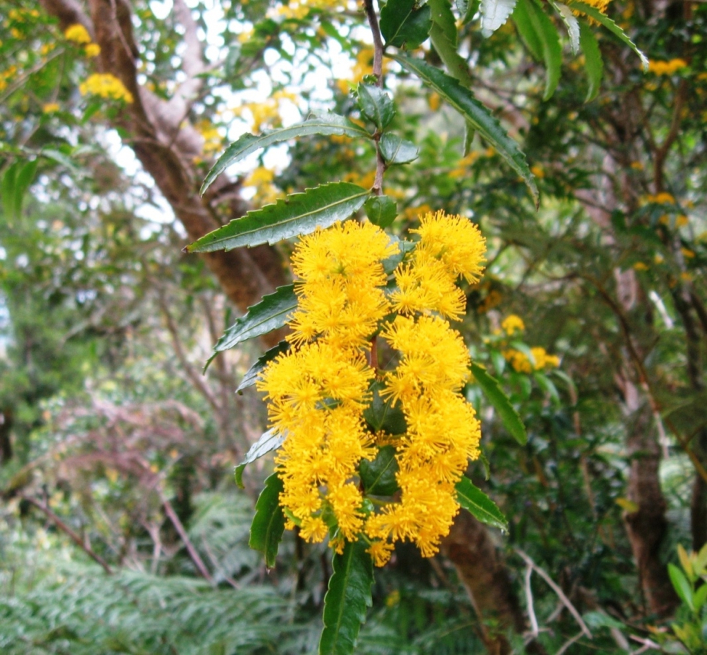 flower and leaves