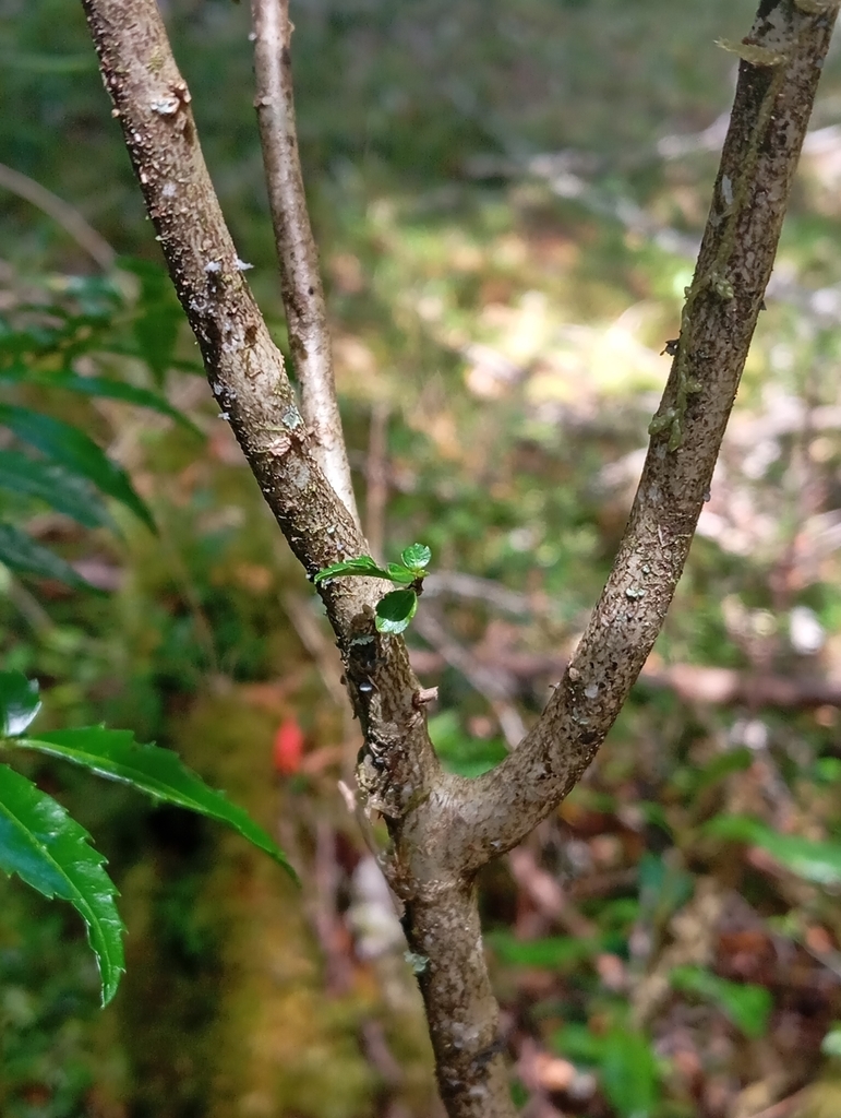 Brown barked stems