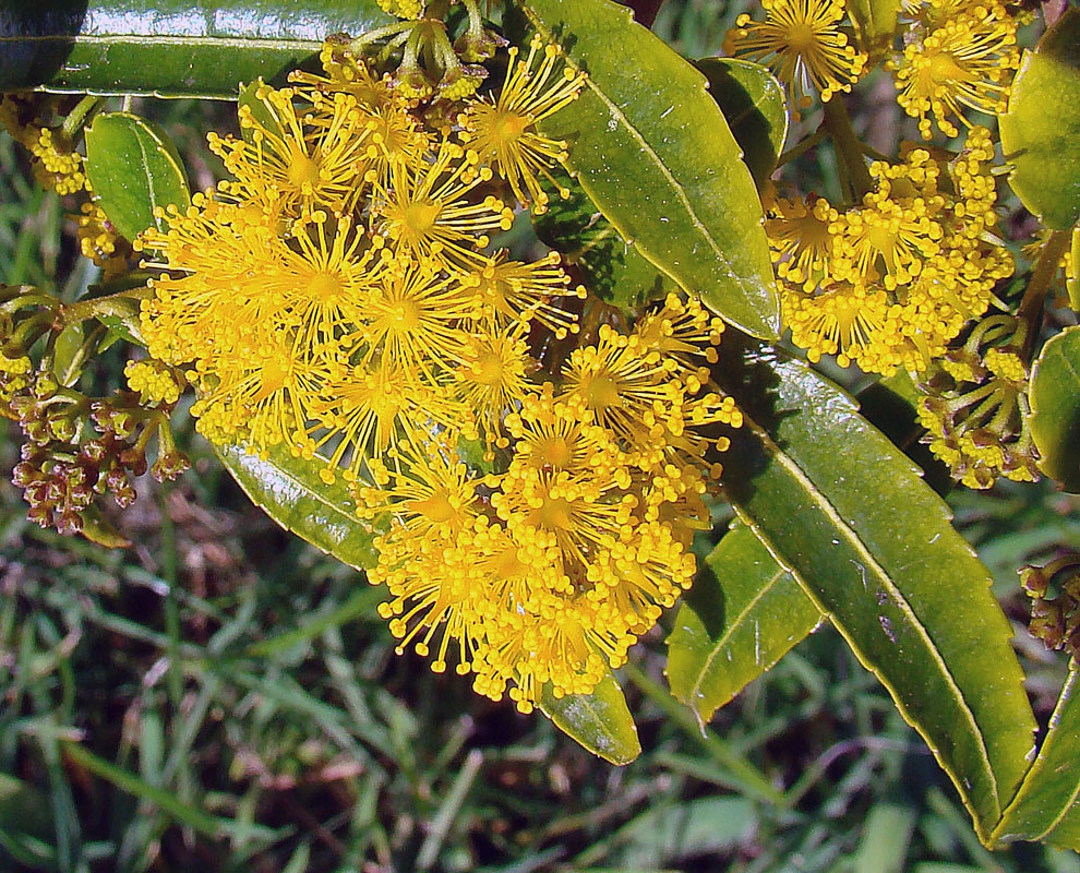 Flower
