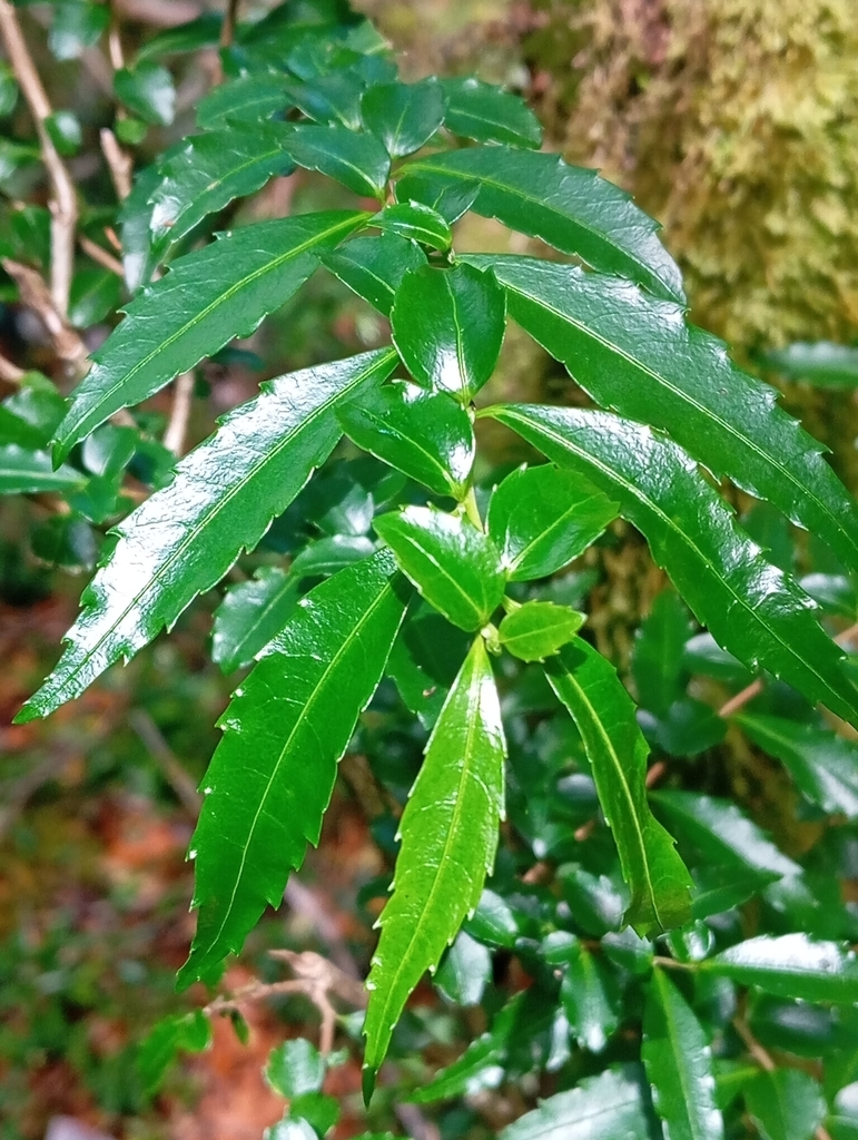 Branch with several green lance-shaped leaves