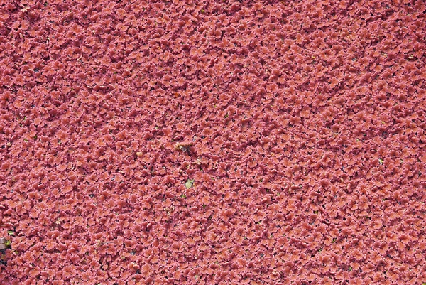 Azolla caroliniana