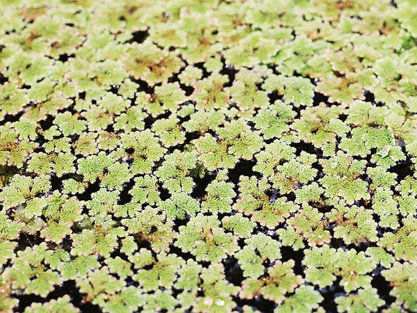 Azolla caroliniana