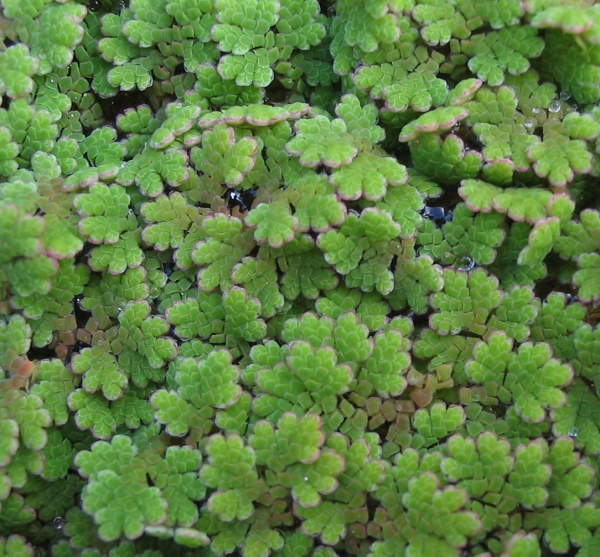 Azolla caroliniana