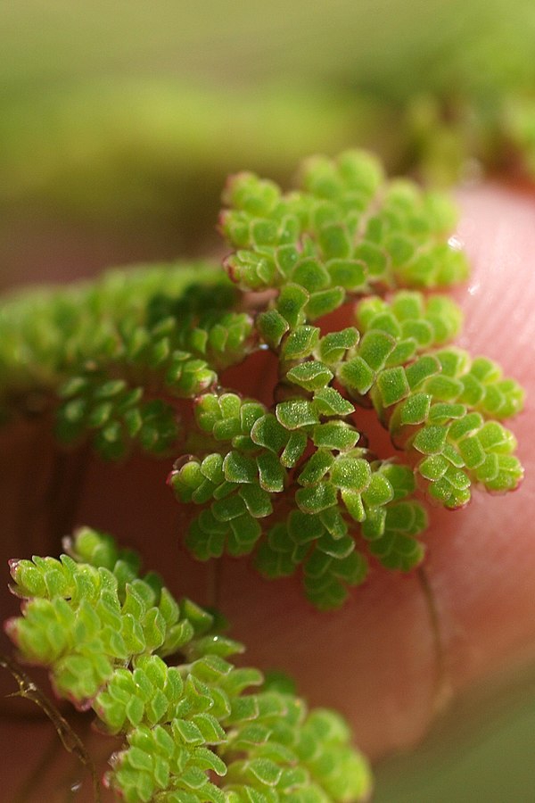 Azolla caroliniana