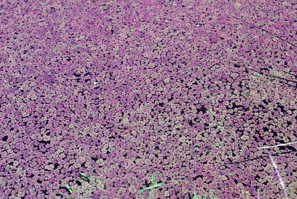 Azolla caroliniana