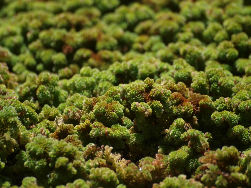Azolla caroliniana
