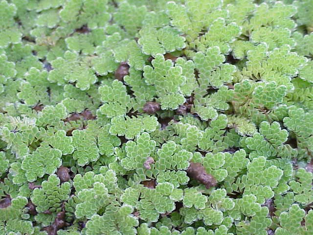Form