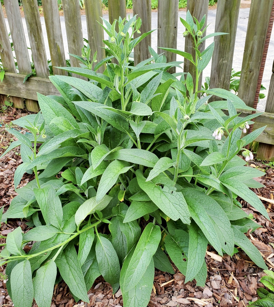 Plant
