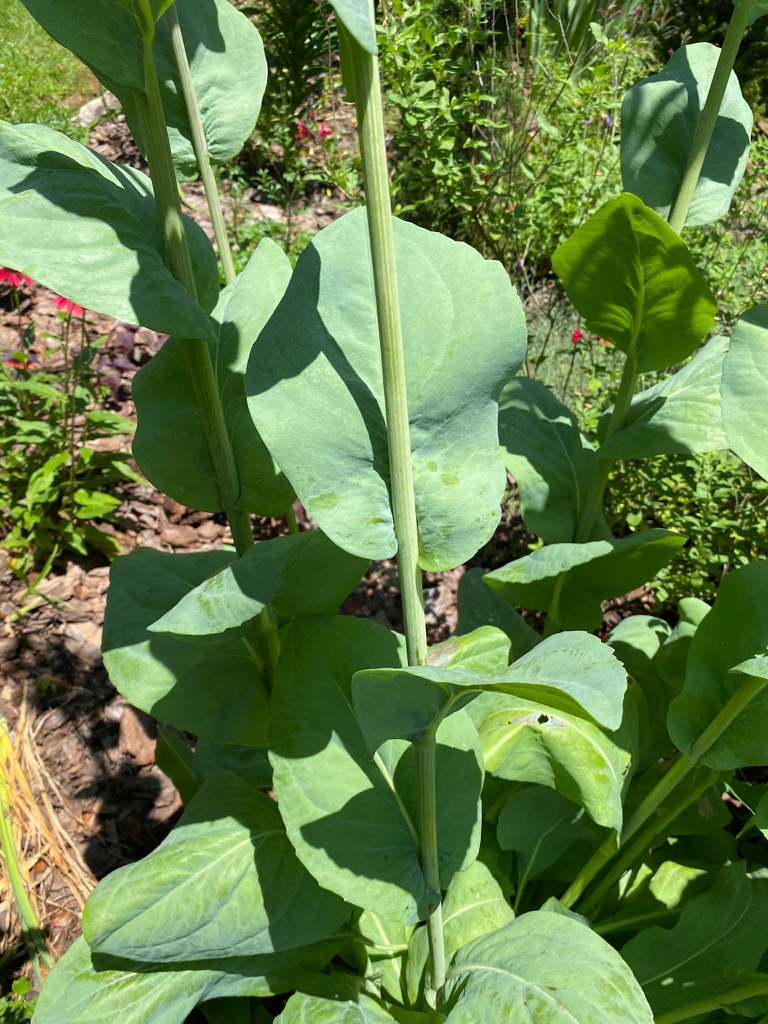 Stems & leaves
