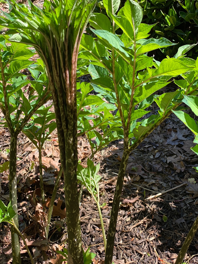 Speckled stem
