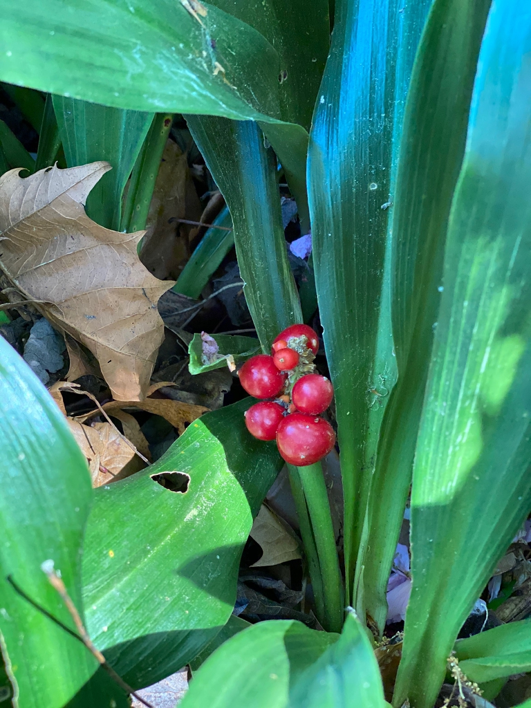 Rohdea berries