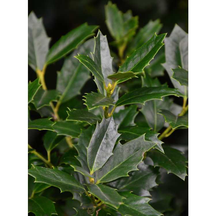 Leaf Detail