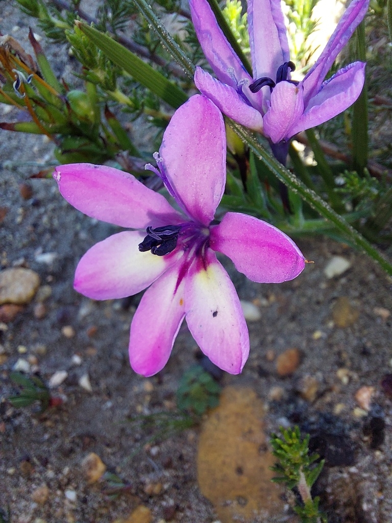 Purple flower