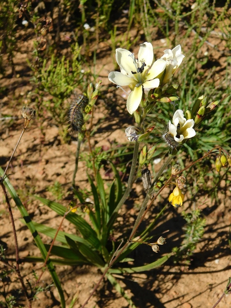 Form in bloom with a whitish flower